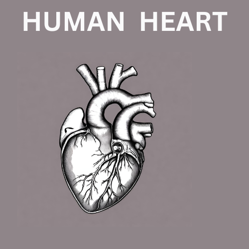 मानव हृदय महत्वपूर्ण तथ्य
