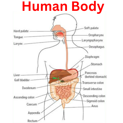 क्या आप मानव शरीर के बारे में इन 60 तथ्यों को जानते हैं